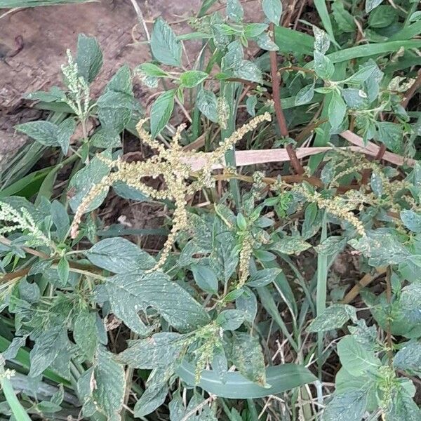 Amaranthus spinosus Habitus