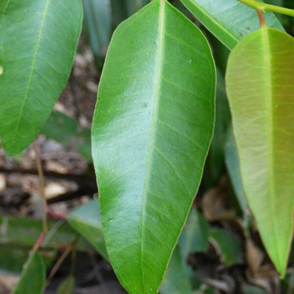 Eucalyptus robusta Yaprak