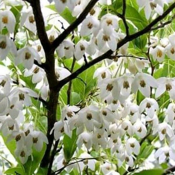 Styrax japonicus Bloem