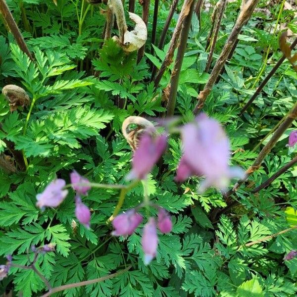 Dicentra formosa Feuille