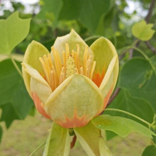 Liriodendron tulipifera 花