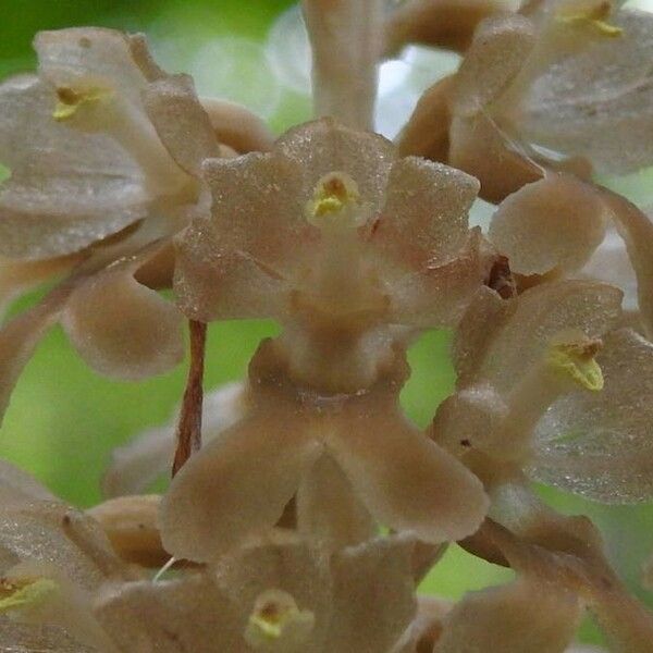 Neottia nidus-avis Flower