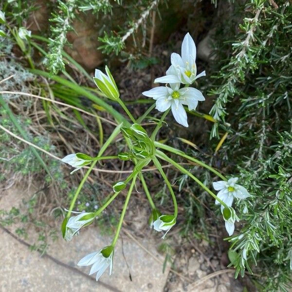 Ornithogalum orthophyllum Квітка