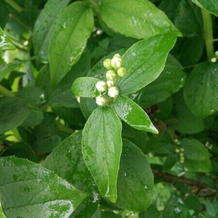 Philadelphus coronarius മറ്റ്