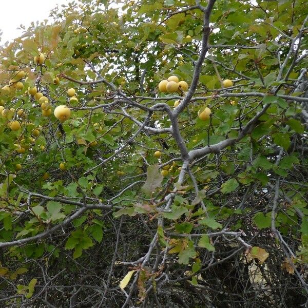 Prunus brigantina Meyve