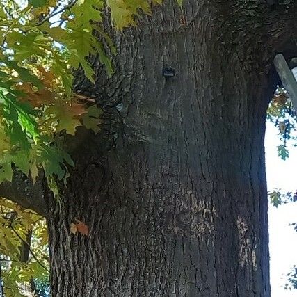 Quercus coccinea Кара