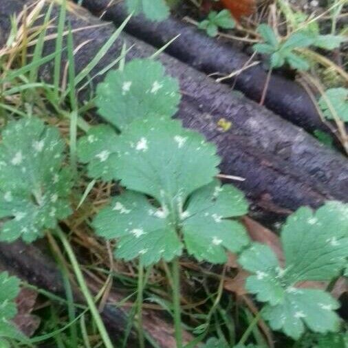 Ranunculus repens Hostoa