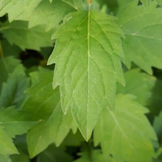 Aster amellus Hoja