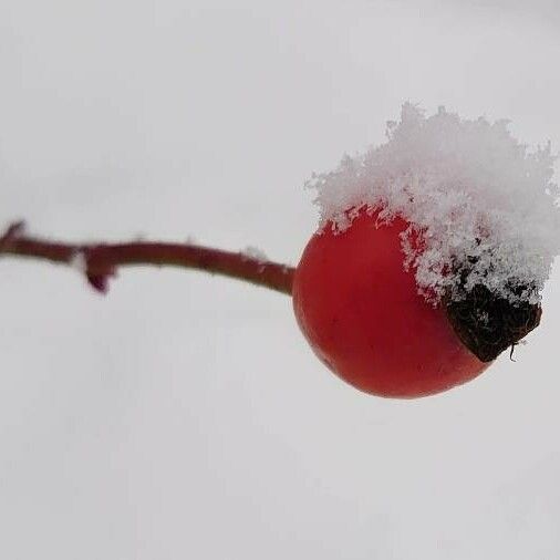 Rosa canina Fruit