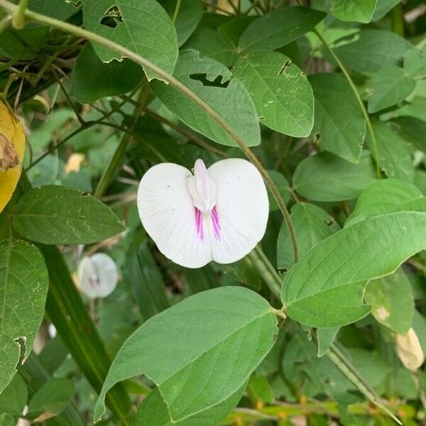 Centrosema pubescens Květ
