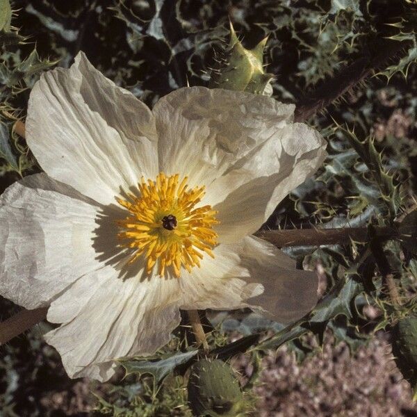 Argemone pleiacantha Blüte