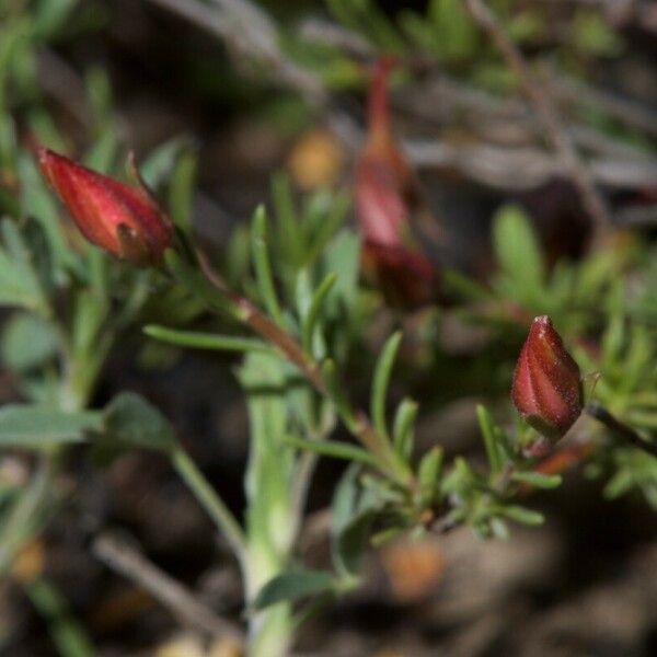 Adonis flammea Habitatea