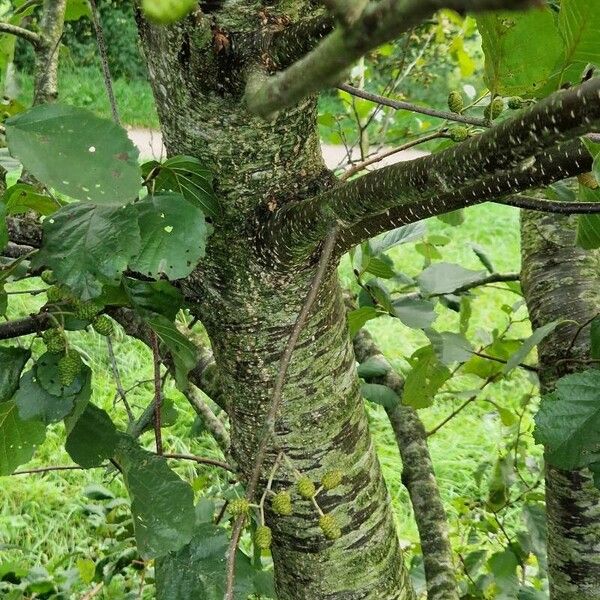 Alnus incana Kôra