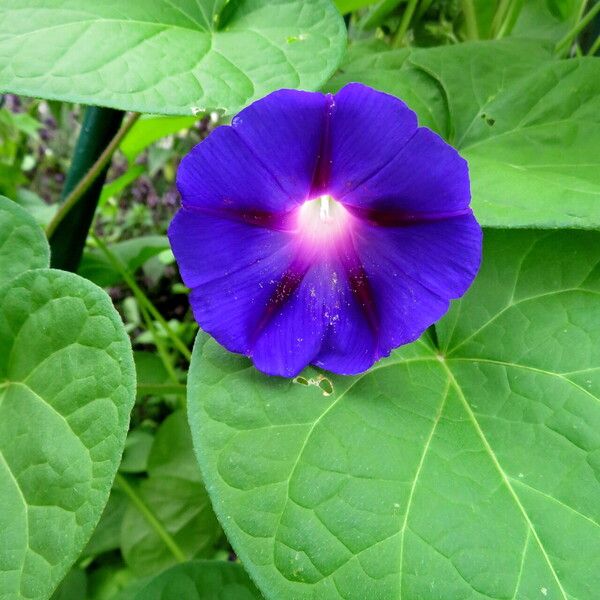 Ipomoea hederifolia 花