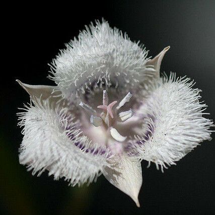 Calochortus tolmiei Çiçek