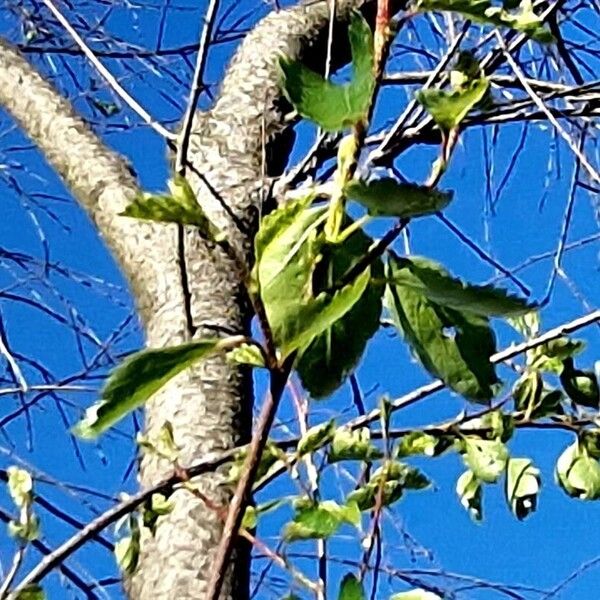 Betula occidentalis অভ্যাস