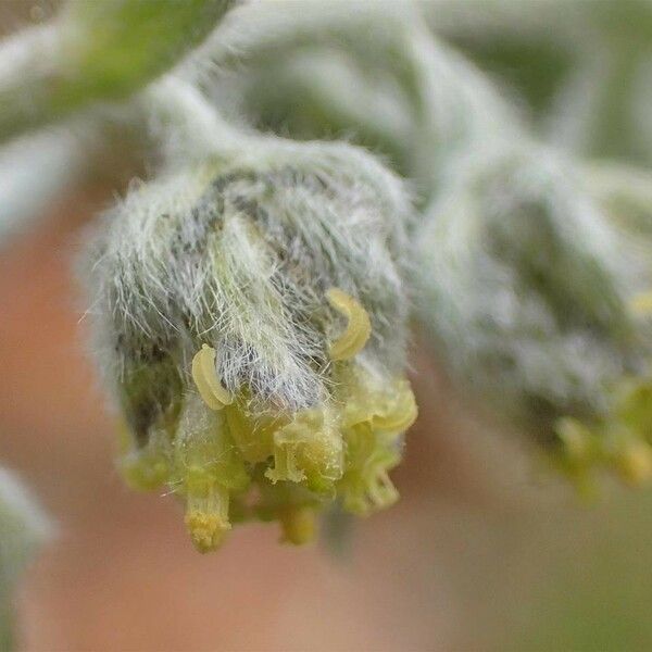 Artemisia umbelliformis 整株植物