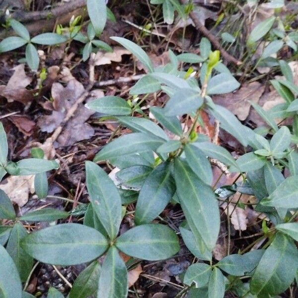 Vinca minor Leaf