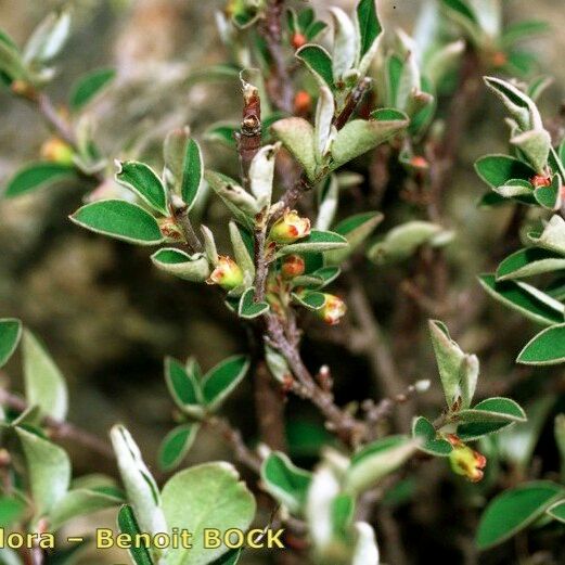 Cotoneaster uniflorus autre