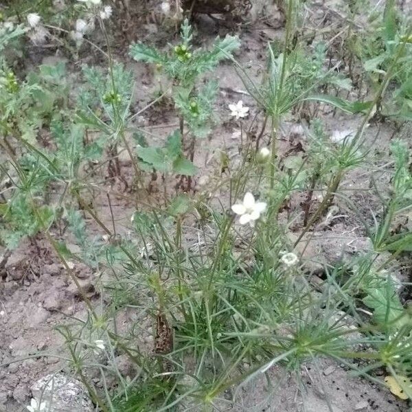 Spergula arvensis Кветка