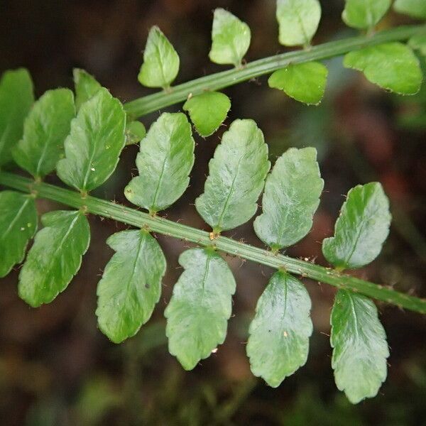 Asplenium barteri Blatt