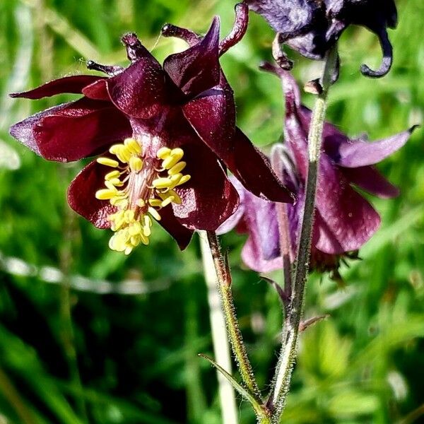 Aquilegia atrata Floro