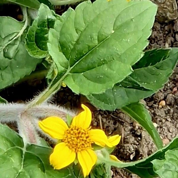 Chrysogonum virginianum Blomma