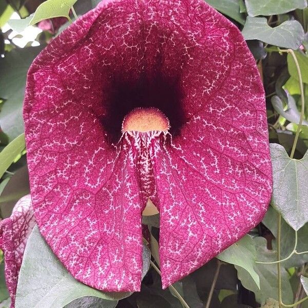 Aristolochia littoralis Flower