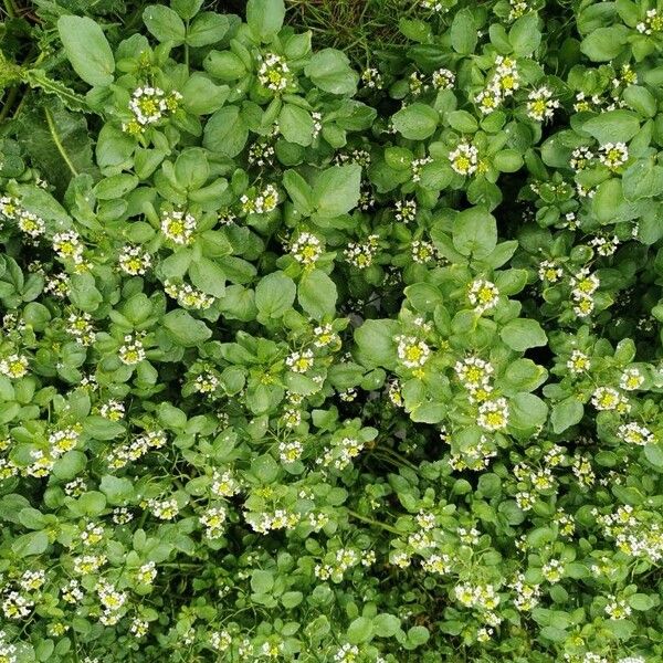 Nasturtium officinale Leaf