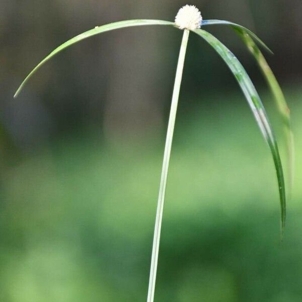 Cyperus brevifolius Feuille