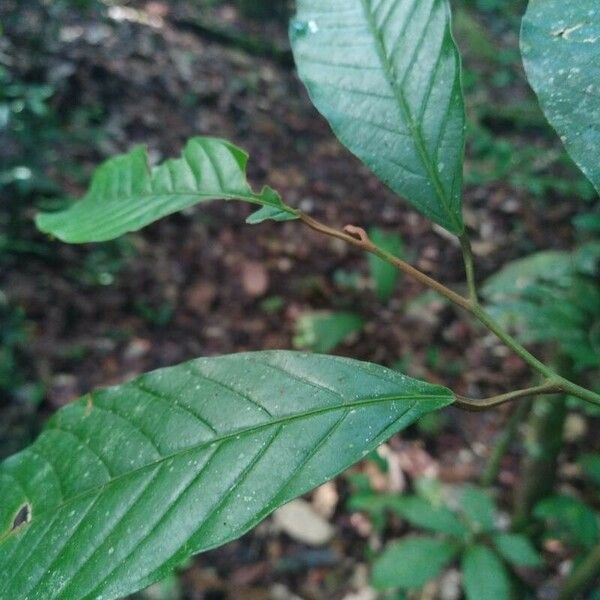 Minquartia guianensis Blatt