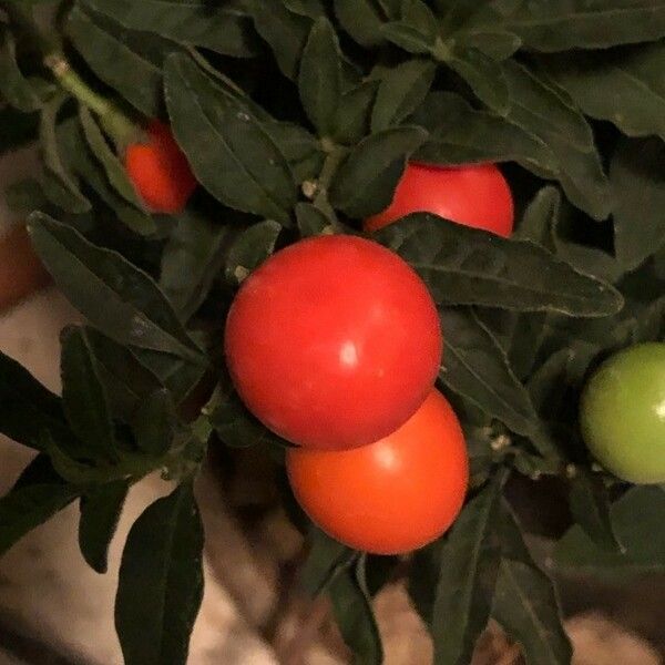 Solanum pseudocapsicum Fruit