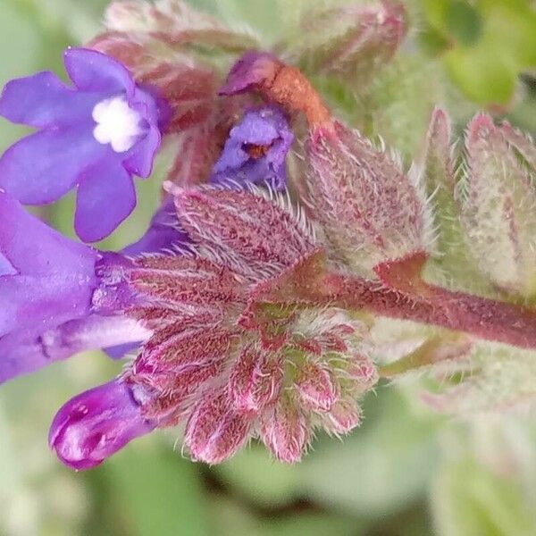 Anchusa officinalis Květ