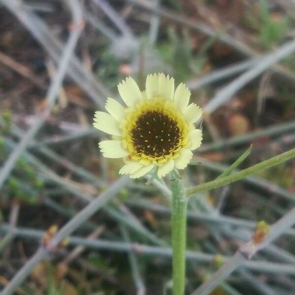 Tolpis barbata Flor