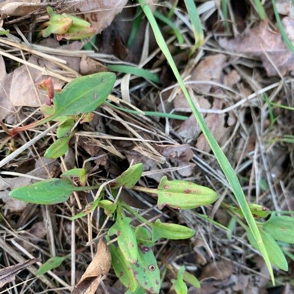 Rumex acetosella List