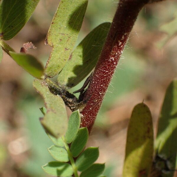 Chamaecrista nigricans ᱪᱷᱟᱹᱞᱤ