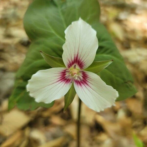 Trillium undulatum Bloem