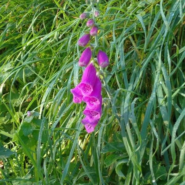 Digitalis thapsi Kwiat