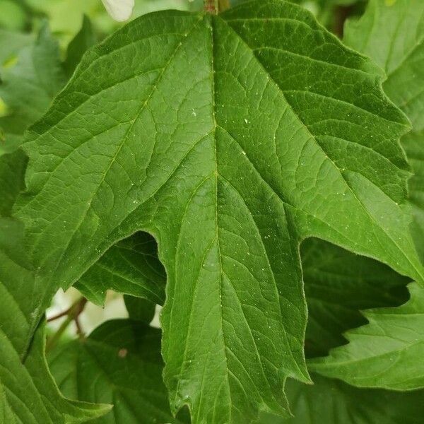 Viburnum sargentii Liść