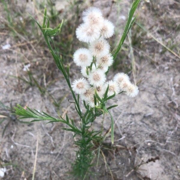 Erigeron bonariensis Buveinė