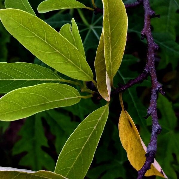 Annona squamosa ഇല