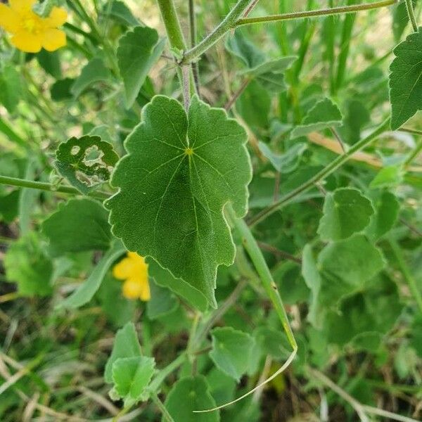 Abutilon mauritianum Blad