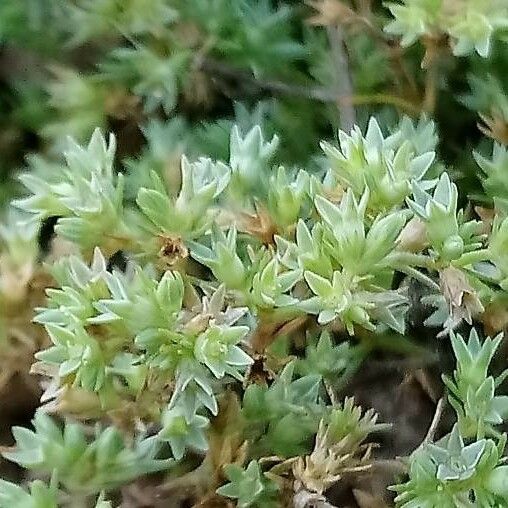 Scleranthus annuus Flor