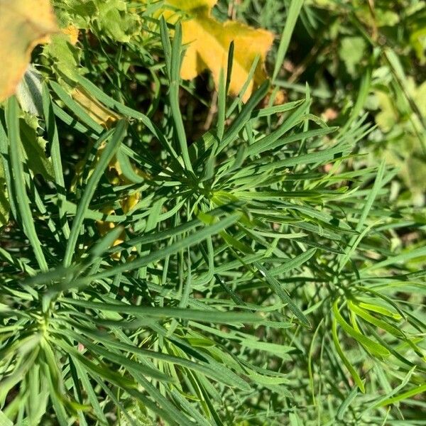 Linaria vulgaris برگ