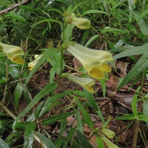 Melampyrum pratense 花