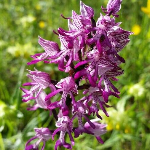 Orchis × angusticruris Flower