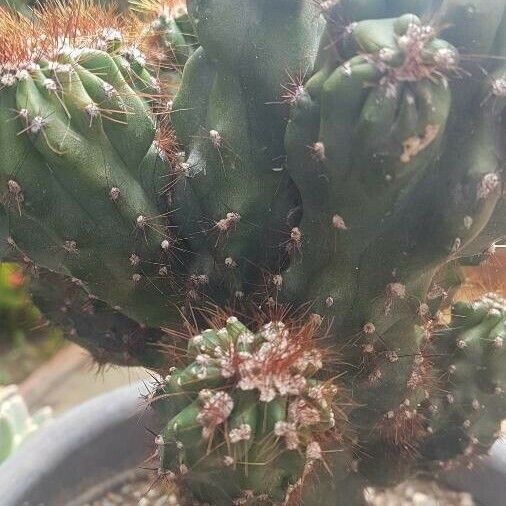 Cereus jamacaru Leaf