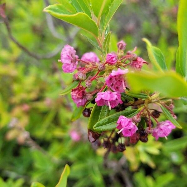 Kalmia angustifolia Flower