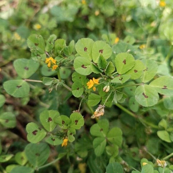 Medicago arabica Характер