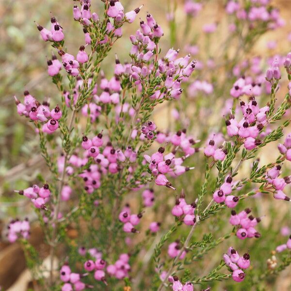 Erica umbellata Агульны выгляд